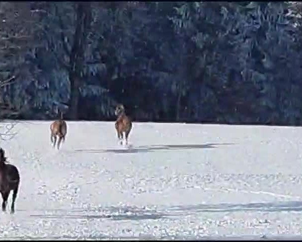 Video of Jabato TH