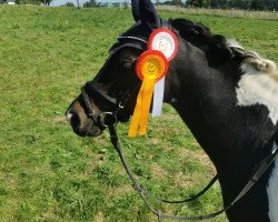 dressage horse Heitholm's Get About (German Riding Pony, 2009, from Gido 15)