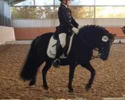 dressage horse Notsch (Dartmoor Pony, 2003)