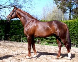 stallion Reagann Sunheup (Selle Français, 2005, from Karamel de Lauture)