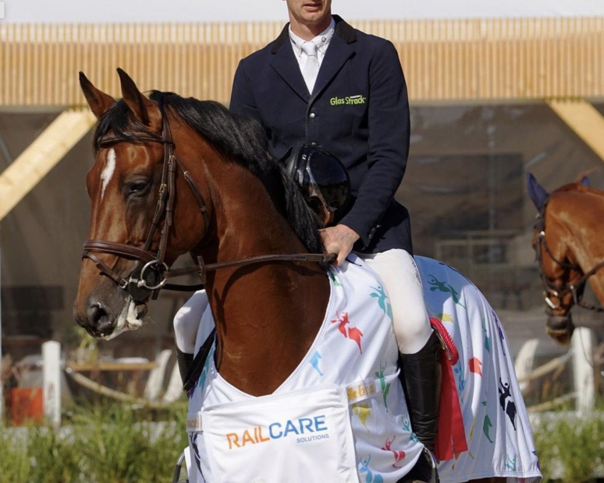 Deckhengst Quiwitino Wz (Holsteiner, 2012, von Quiwi Dream)