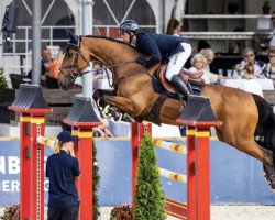 Springpferd Sig Hawkeye (KWPN (Niederländisches Warmblut), 2010, von Amadeus)