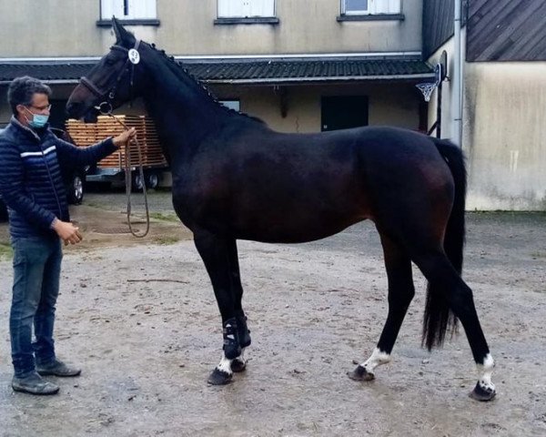 Springpferd Haya de Tatihou (Selle Français, 2017, von Tresor)