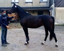 Springpferd Haya de Tatihou (Selle Français, 2017, von Tresor)