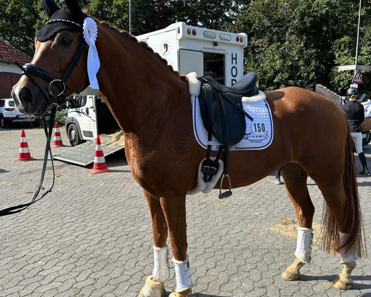 dressage horse Fibonacci H (Oldenburg, 2019, from Fürst Romancier)