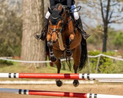 jumper Calina 123 (German Sport Horse, 2013, from Canturino)