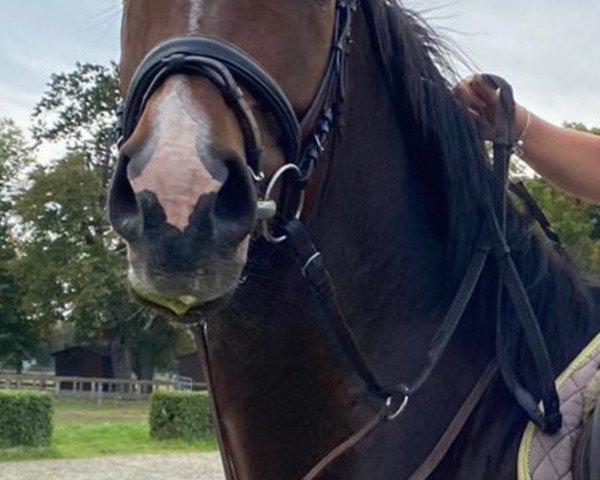 Pferd Direct hit (Deutsches Sportpferd, 2018)