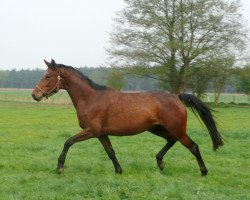 Zuchtstute Gloria Dei (Trakehner, 2005, von Lamarc)