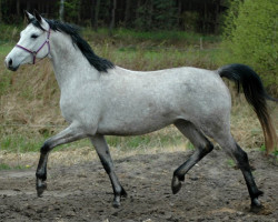 horse Galaxie (Trakehner, 2012, from Pamir ox)