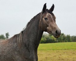 Pferd Galaxia (Trakehner, 2019, von Said ox)