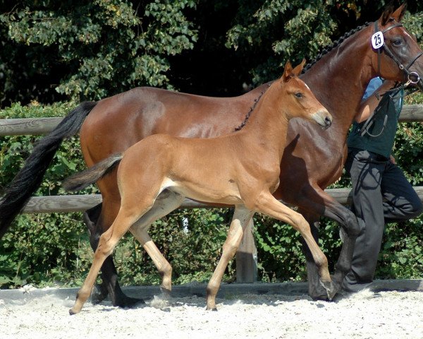 horse Gaia (Trakehner, 2013, from Icare d'Olympe AA)