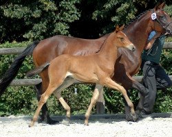 Pferd Gaia (Trakehner, 2013, von Icare d'Olympe AA)