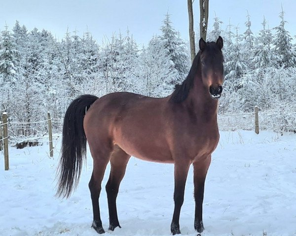 jumper Nalea T.D (Belgium Sporthorse, 2019, from Karmann 2000 Z)