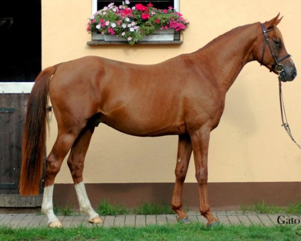 horse Gato (Trakehner, 2010, from Pamir ox)