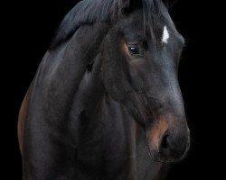 dressage horse Lockvogel Mm (Westphalian, 2018, from Like a Diamond NRW)