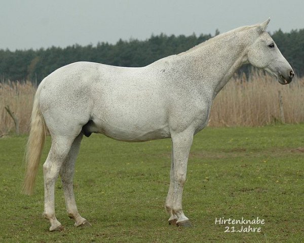 horse Hirtenknabe (Trakehner, 1995, from Kalif)