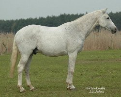 Pferd Hirtenknabe (Trakehner, 1995, von Kalif)