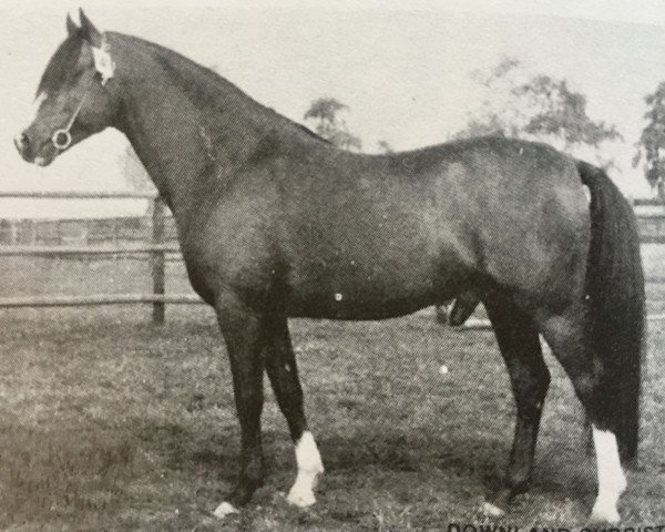 stallion Downland Chorister (Welsh-Pony (Section B), 1969, from Downland Dandini)