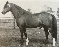 Deckhengst Downland Chorister (Welsh Pony (Sek.B), 1969, von Downland Dandini)