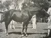 broodmare Menai Golden Girl (Welsh Partbred, 1975, from Sollum ox)