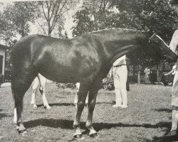 broodmare Menai Golden Girl (Welsh Partbred, 1975, from Sollum ox)