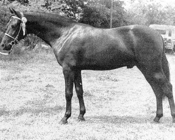 stallion Menai Shooting Star (Welsh-Pony (Section B), 1963, from Llanarth Nightstar)