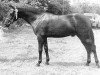stallion Menai Shooting Star (Welsh-Pony (Section B), 1963, from Llanarth Nightstar)