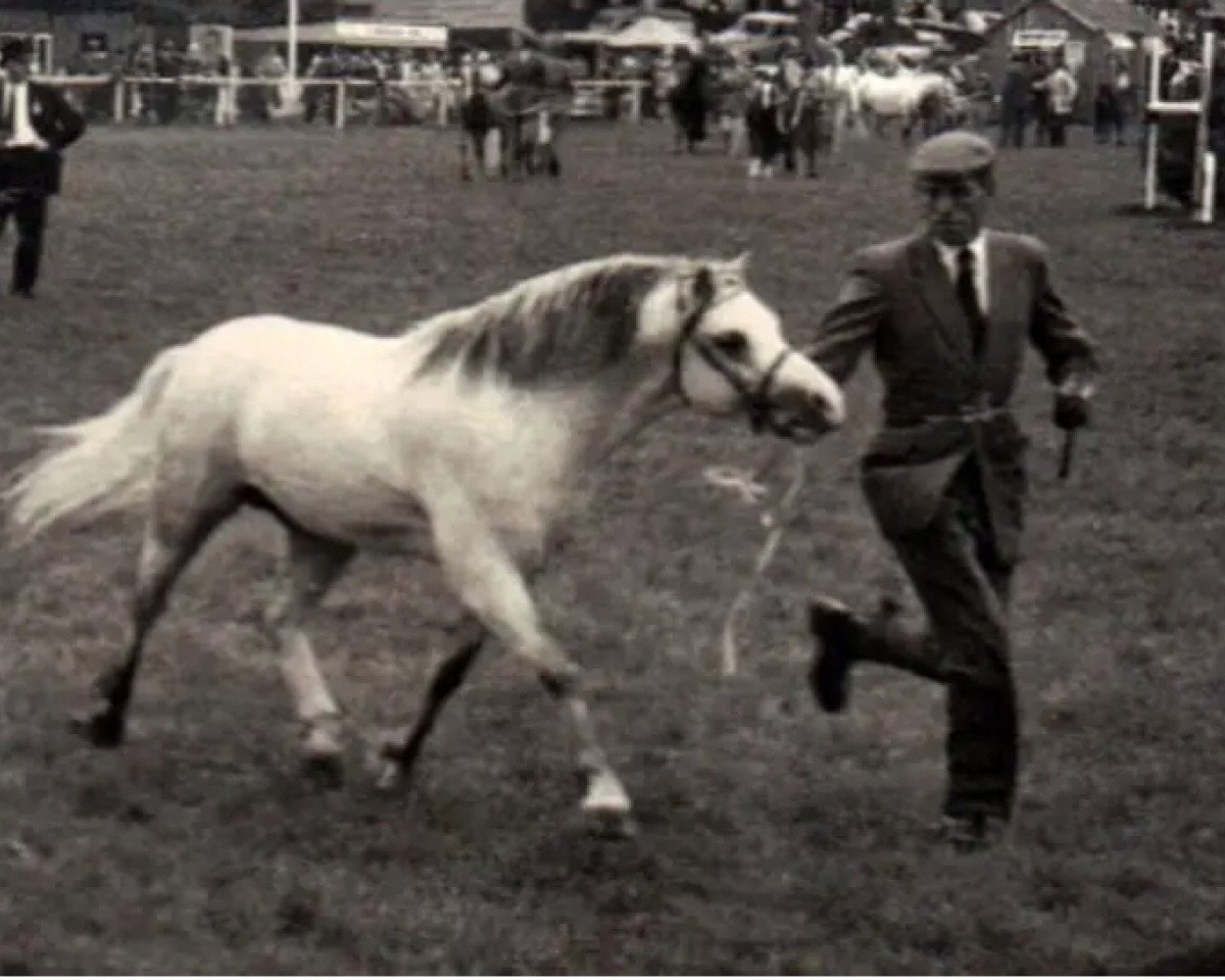 Deckhengst Brierwood Blue Boy (Welsh Mountain Pony (Sek.A), 1960, von Revel Pattern)