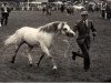 stallion Brierwood Blue Boy (Welsh mountain pony (SEK.A), 1960, from Revel Pattern)