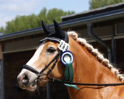 Pferd Moreno 83 (Haflinger, 1998, von Moik (6,25% ox))