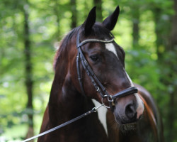 Springpferd Connar Mc Claud (Trakehner, 2003, von Peron junior)