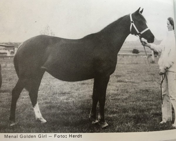 Zuchtstute Menai Golden Girl (Welsh Partbred, 1975, von Sollum ox)