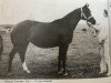 broodmare Menai Golden Girl (Welsh Partbred, 1975, from Sollum ox)