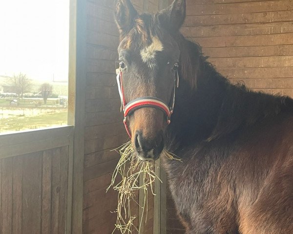 dressage horse Fiete Flitz (Oldenburg, 2023, from For Gold OLD)