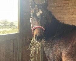 dressage horse Fiete Flitz (Oldenburg, 2023, from For Gold OLD)