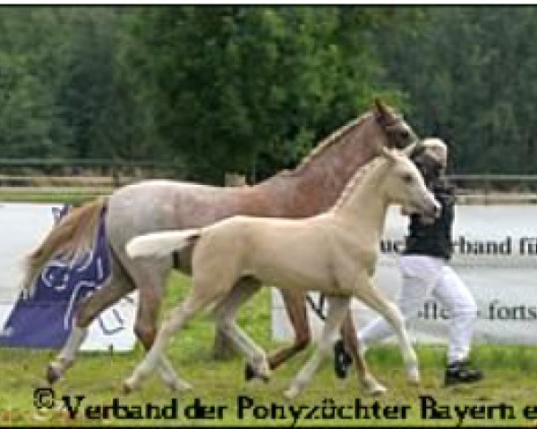 broodmare Schönweils Jubiena (German Riding Pony, 1987, from Giglbergs Cappuccino)