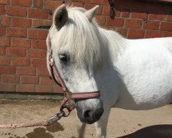 dressage horse Mrs. Elli (Shetland Pony, 2002)