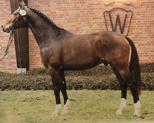 stallion Rosenquarz (Westphalian, 1995, from Rosenkavalier)