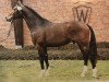 stallion Rosenquarz (Westphalian, 1995, from Rosenkavalier)