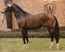 stallion Rosenquarz (Westphalian, 1995, from Rosenkavalier)