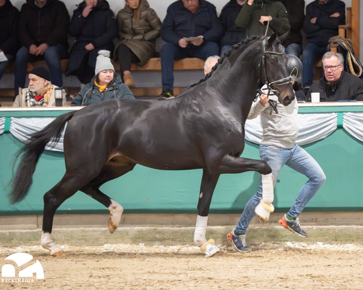 stallion Just in Time (Oldenburg, 2021, from Jameson RS2)