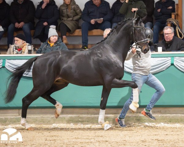 dressage horse Just in Time 35 (Oldenburg, 2021, from Jameson Rs2)