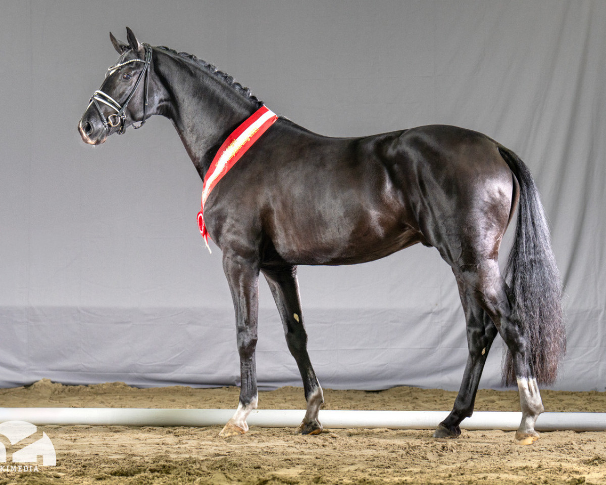 stallion Dark Dynamic (Westphalian, 2021, from Glock's Dream Boy)