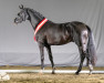 dressage horse Dark Dynamic (Westphalian, 2021, from Glock's Dream Boy)