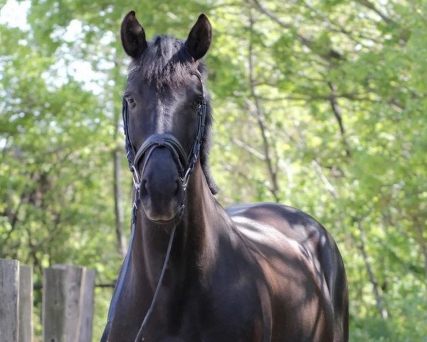 dressage horse Dakota Delray (Oldenburg, 2013, from Don Olymbrio)