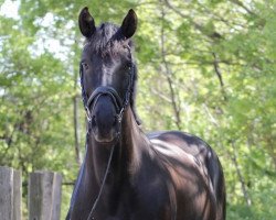 Dressurpferd Dakota Delray (Oldenburger, 2013, von Don Olymbrio)