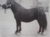 broodmare Beauty of Transy (Shetland Pony, 1973, from Rosetaupe of Transy)