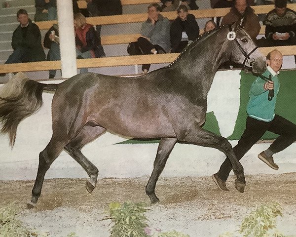 stallion Rosenspross (Rhinelander, 1996, from Rosenkavalier)
