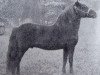 Deckhengst Prince of Wales (Shetland Pony, 1898, von Thor)