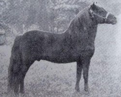 Deckhengst Prince of Wales (Shetland Pony, 1898, von Thor)